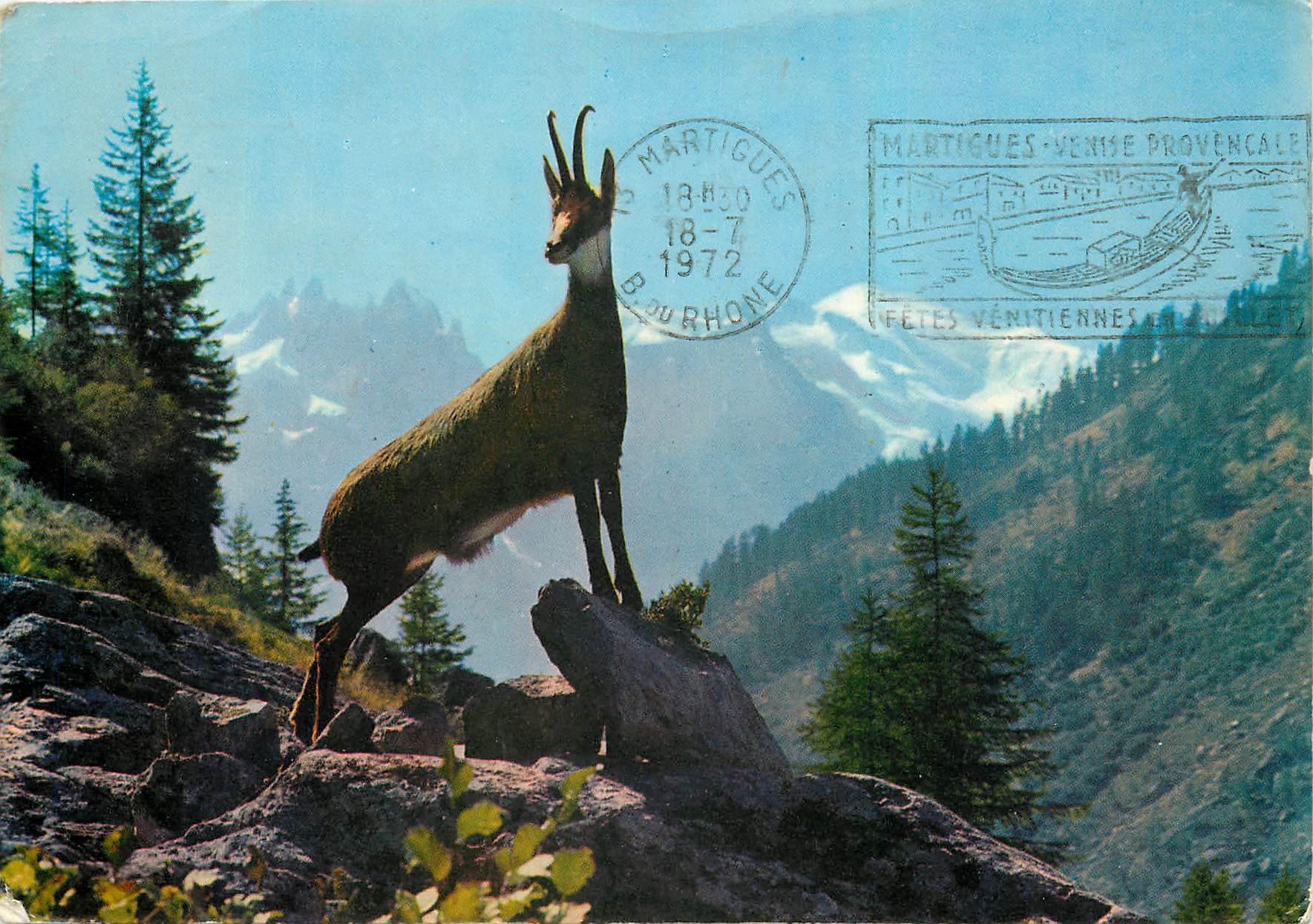 CPM Chamois de nos Alpes dans le decor du Mont Blanc 