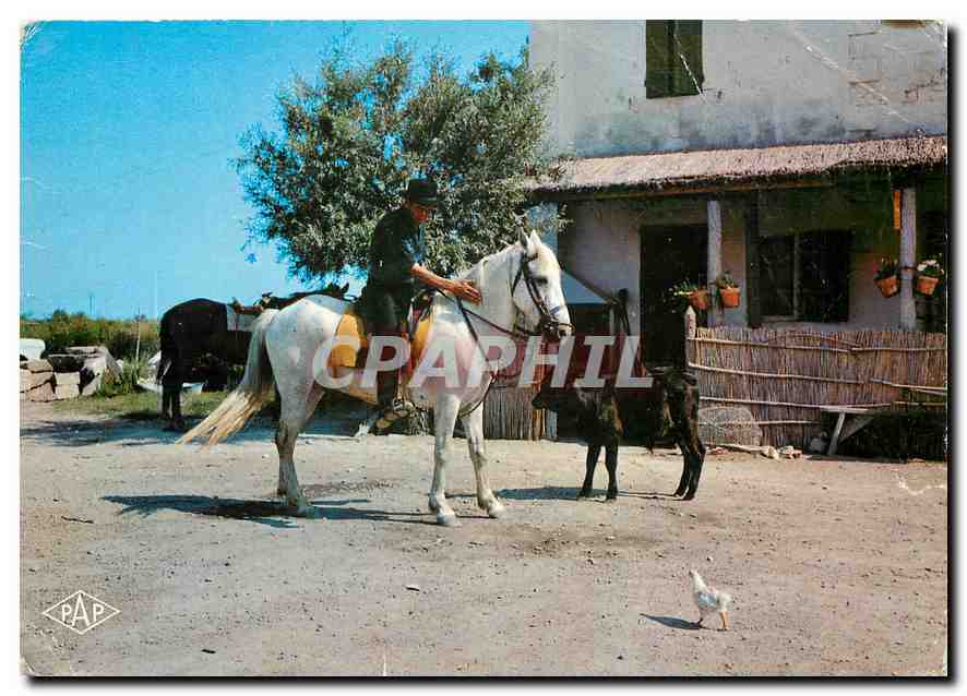 CPM Les Saintes Maries de la Mer Camargue Scene de Manade 