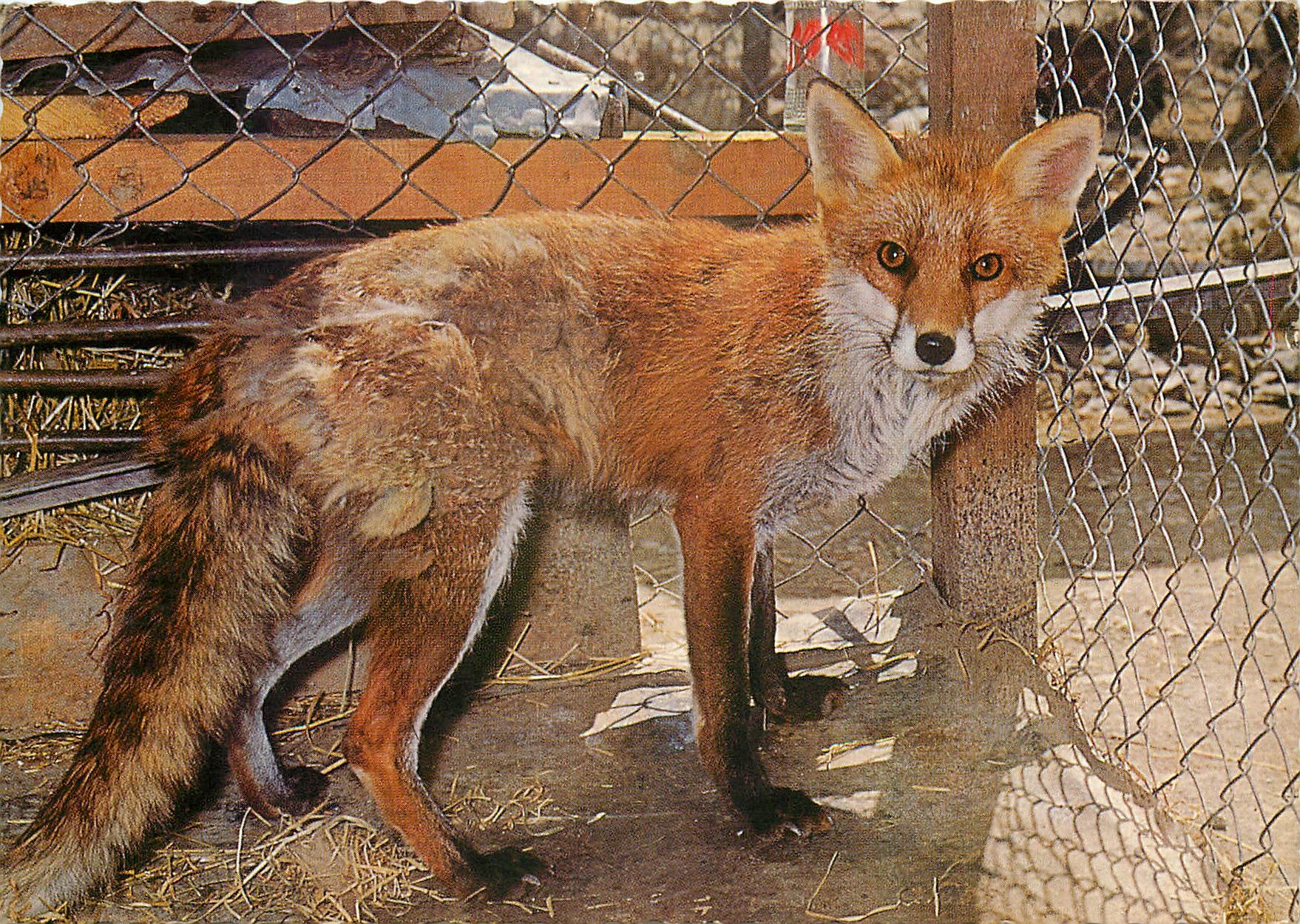 CPM Les Hotes de nos Montagnes Le Renard 