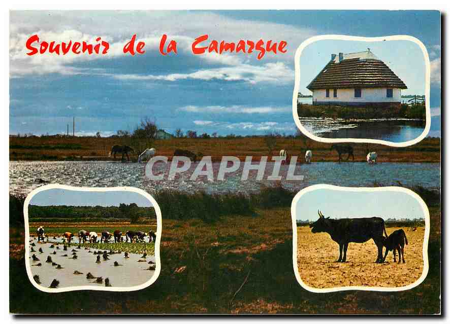 CPM Souvenir de la Camargue Taureau