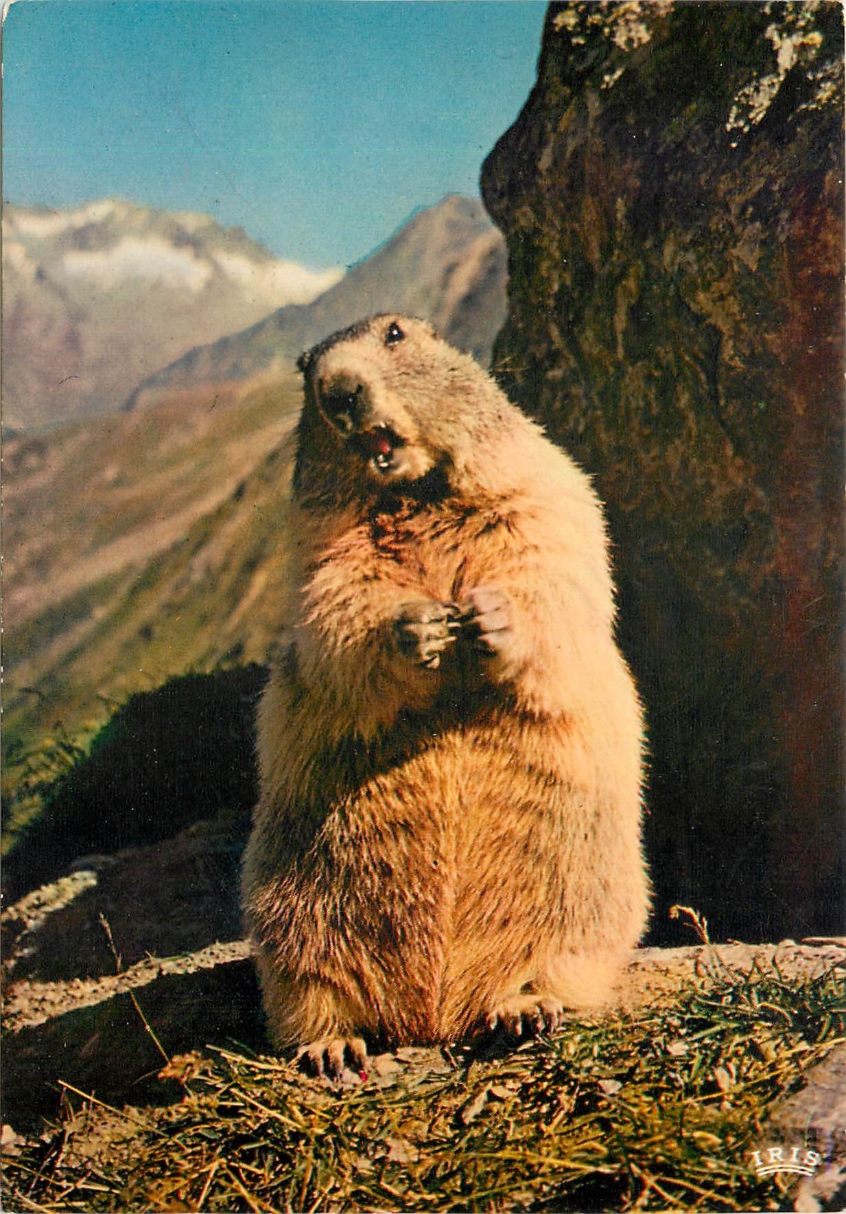 CPM Marmotte