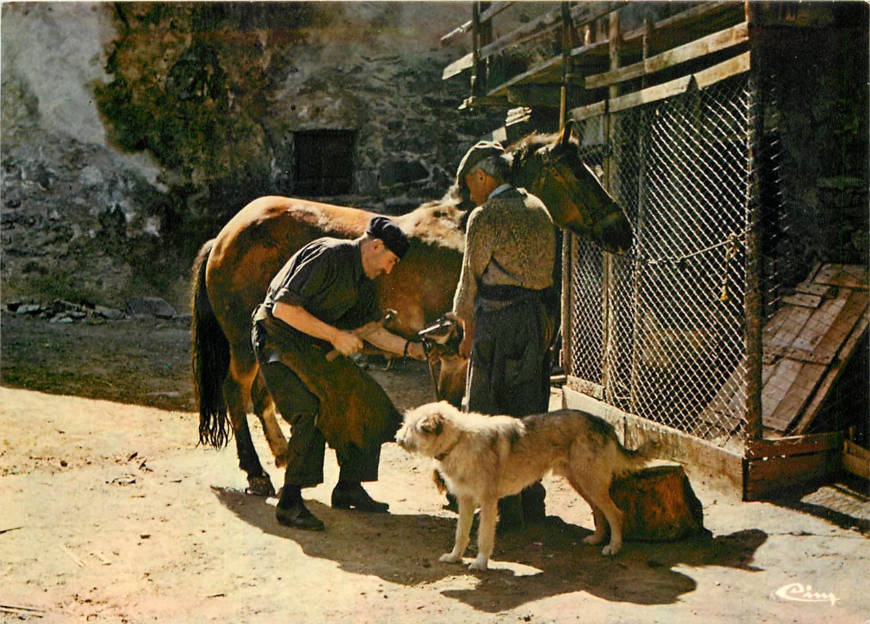 Écurie — Soins aux chevaux — Cing