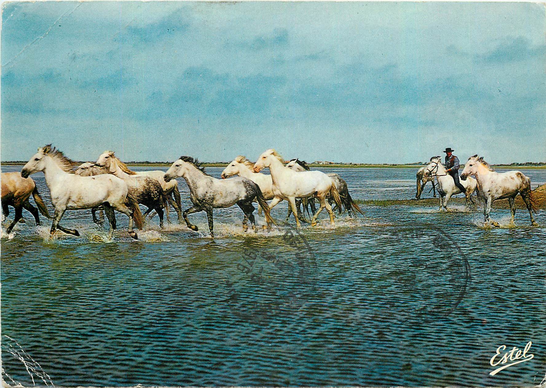 CPM Camargue Chevaux en manade