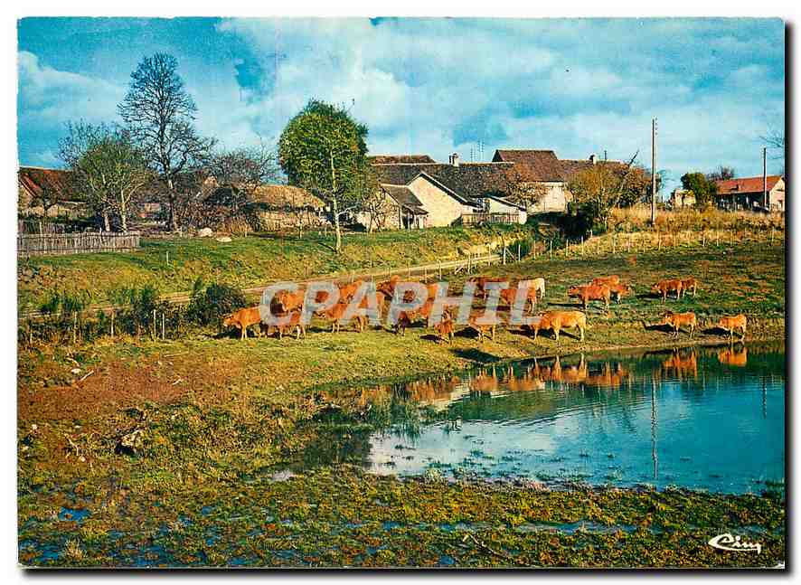 CPM Sites et Paysages Limousins Troupeau en Limousin (Hte vienne)