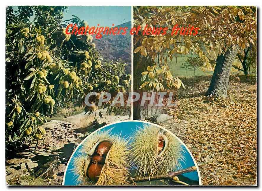 CPM Chataigniers et leurs fruits