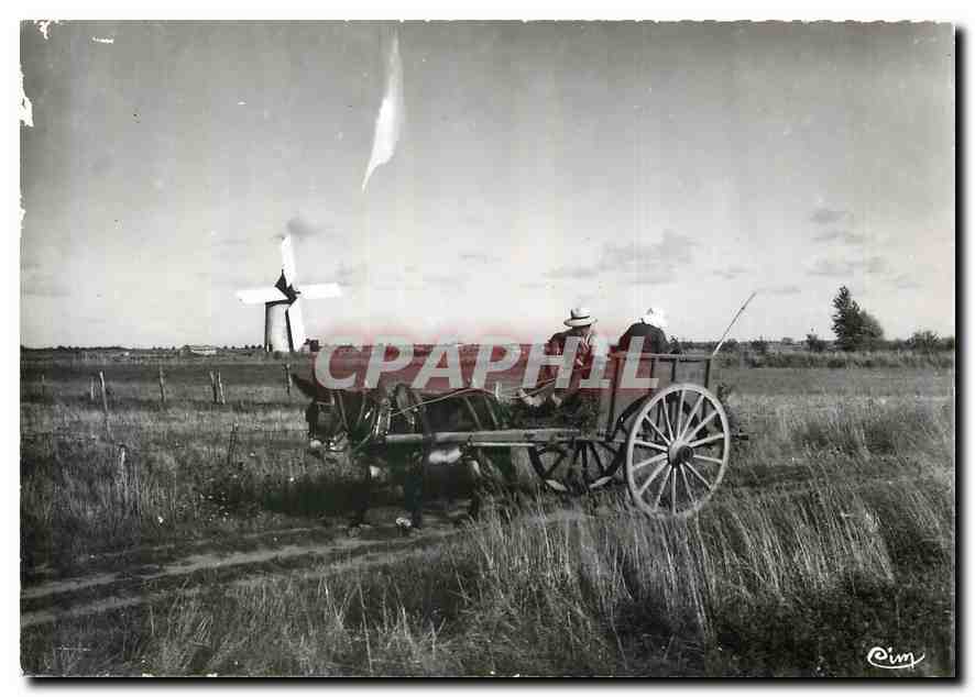CPM Visons en Vendee au pays Maraichin Ane Mule 