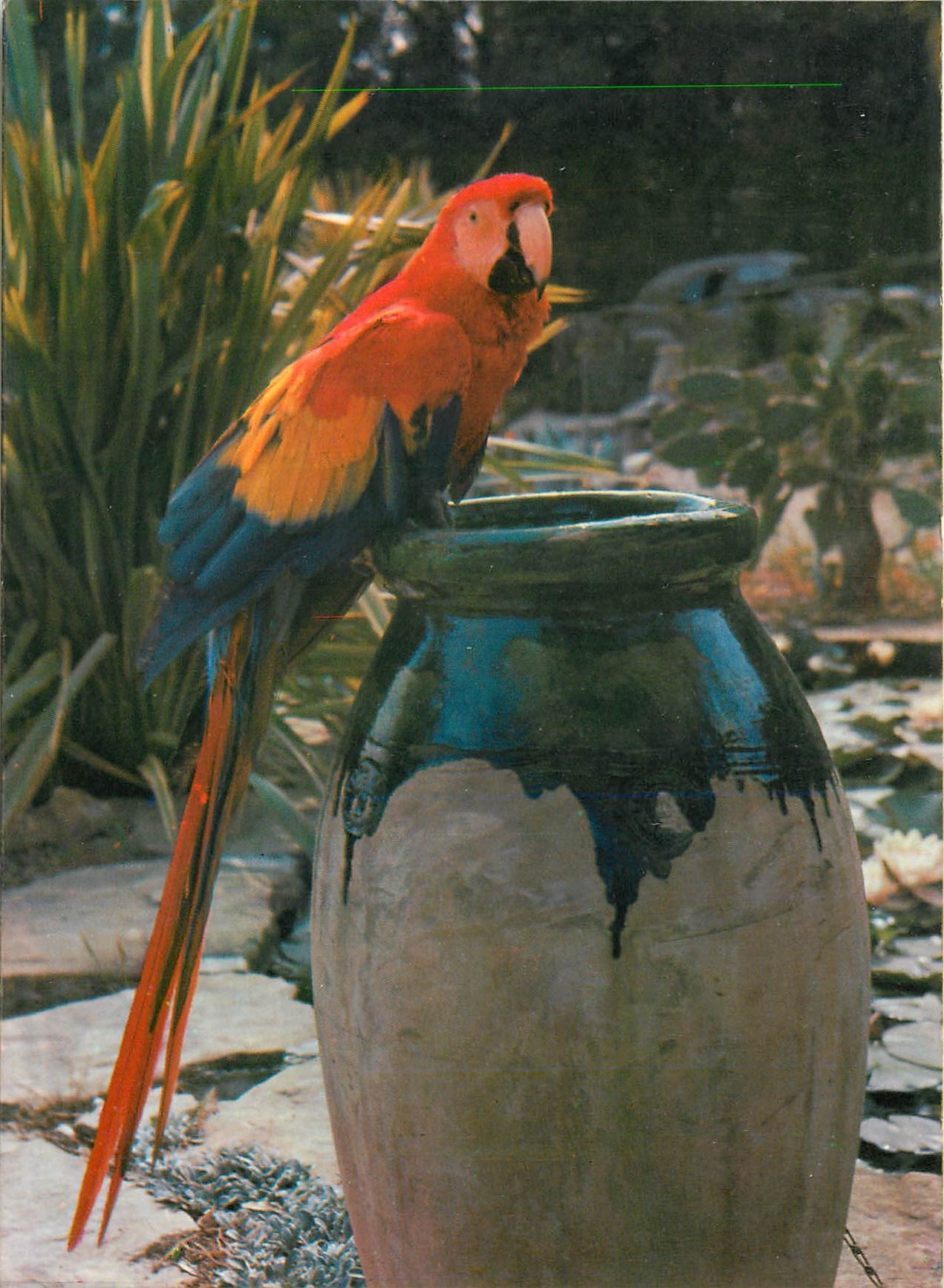 CPM Jardin Exotique Zoo Sanary Bandol Ara Macao (Bresil)
