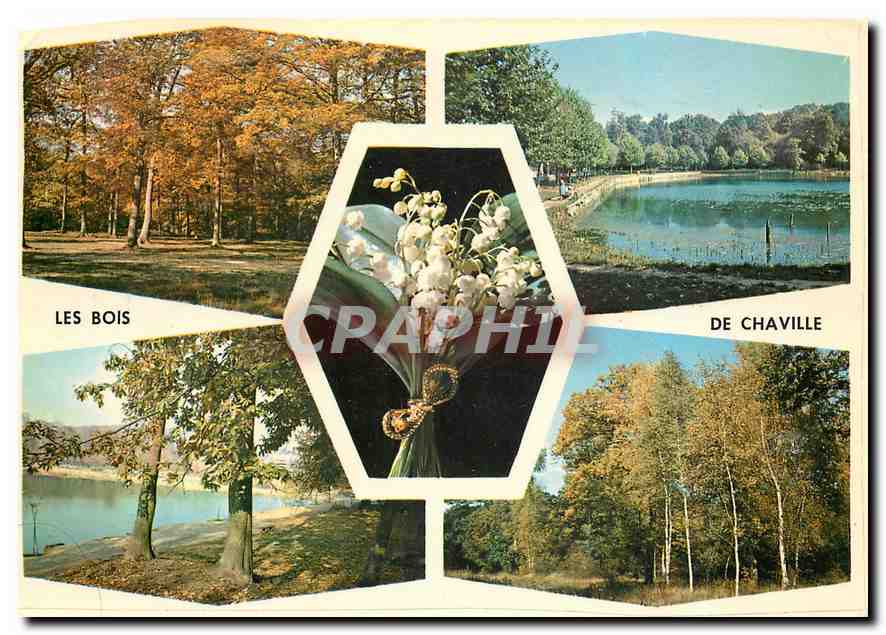 CPM Images de France Divers aspects du bois et des etangs