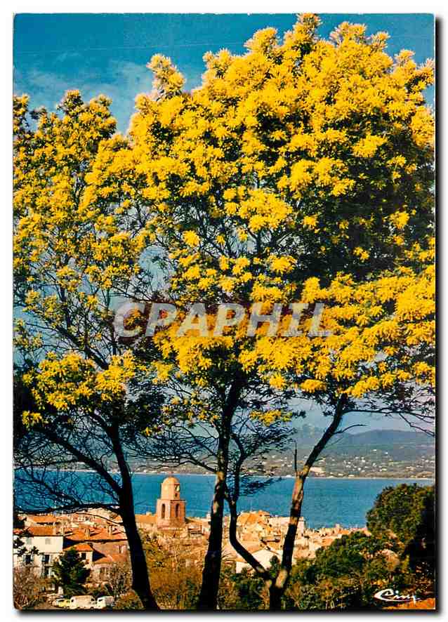CPM Saint Tropez (Var) Le Clocher et le golfe de St Tropez