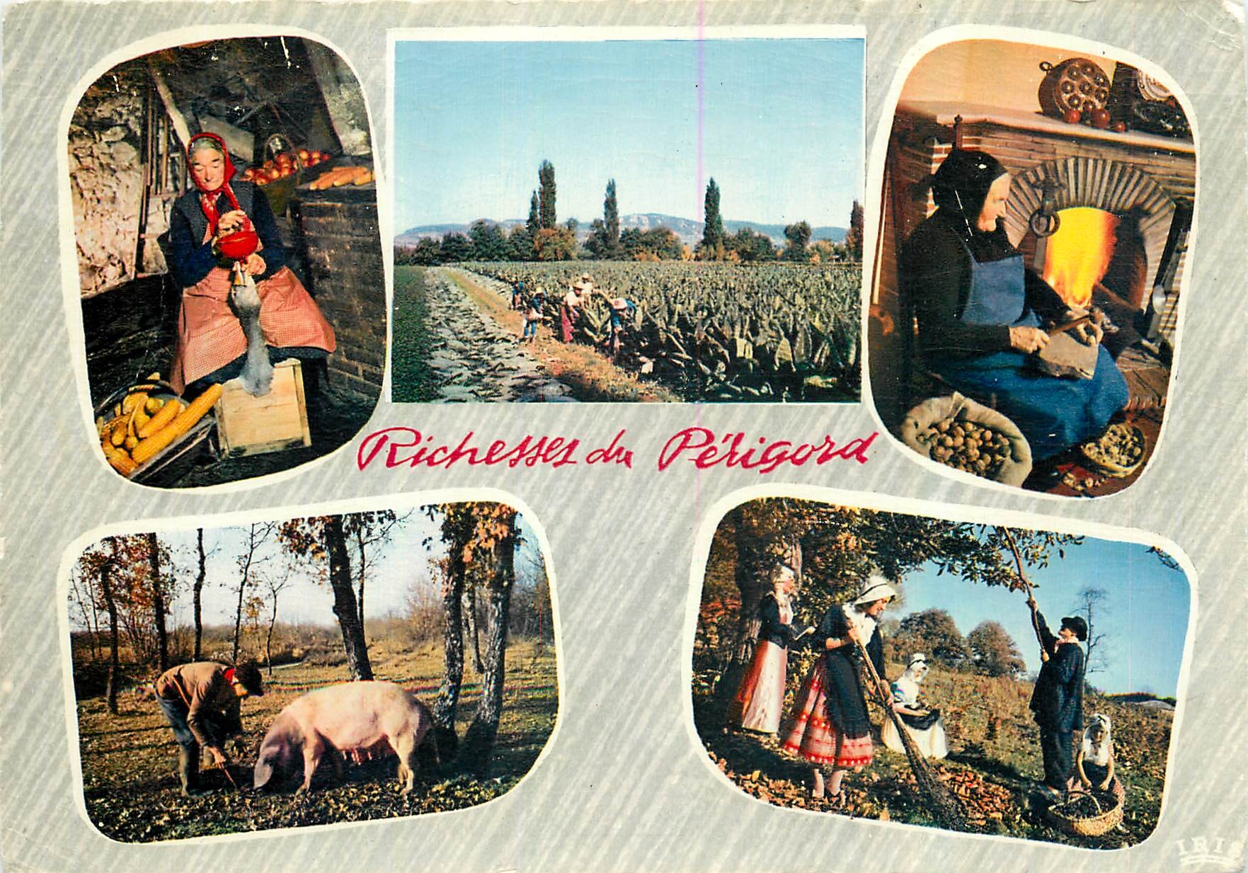 CPM Richesses du Perigord Les Oies le Tabac les Noix les Truffes les Chataignes Cochon Porc
