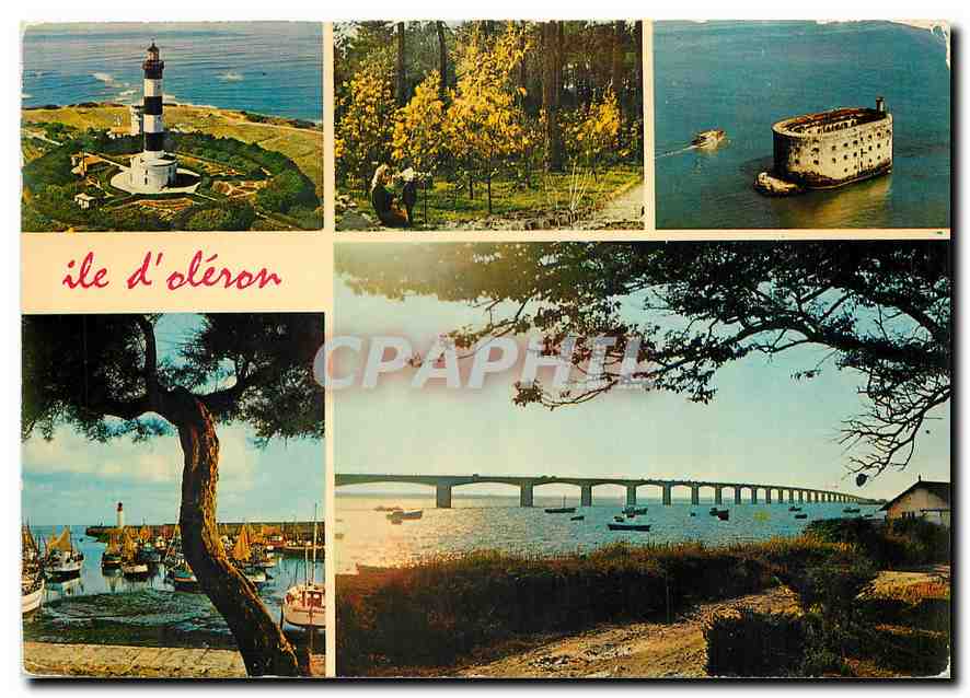 CPM Ile d'Ileron Phare de Chassiron les Mimosas en fleur fort Boyard La Cotiniere le viaduc