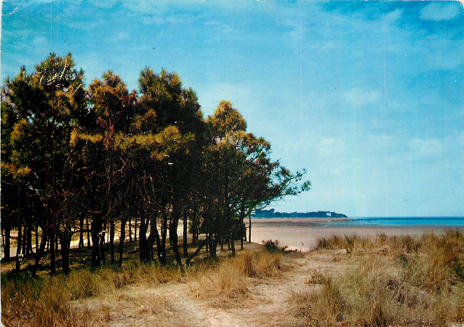 CPM Ile de Re Les Portes (Ch Mar) Le Petit Bois de Trousse Chemise