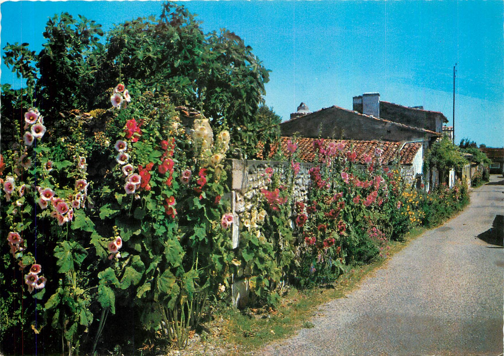 CPM Cote de Lumiere Talmont Une rue Fleuri