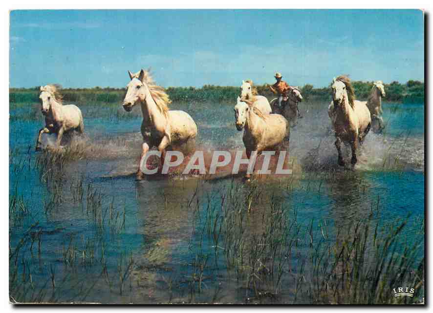 CPM En Camargue avec les Gardians dans les marais a la poursuite des chevaux sauvages