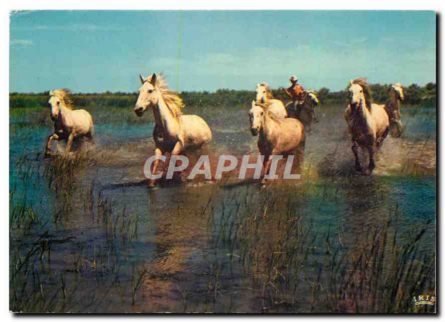CPM En Camargue avec les Gardians Dans les marais a la poursuite des chevaux sauvages