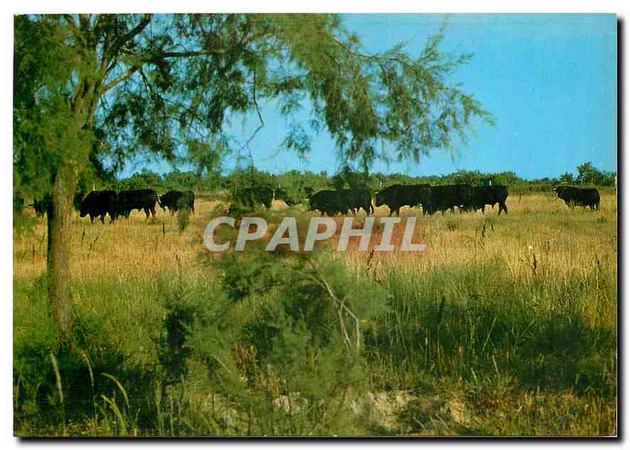 Camargue — Toros de combat de l'élevage P. Ricard — Société Éditions de France