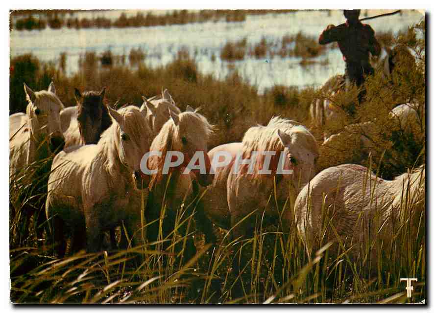 CPM En Camargue Chevaux camarguais dans les etangs avec leur gardian