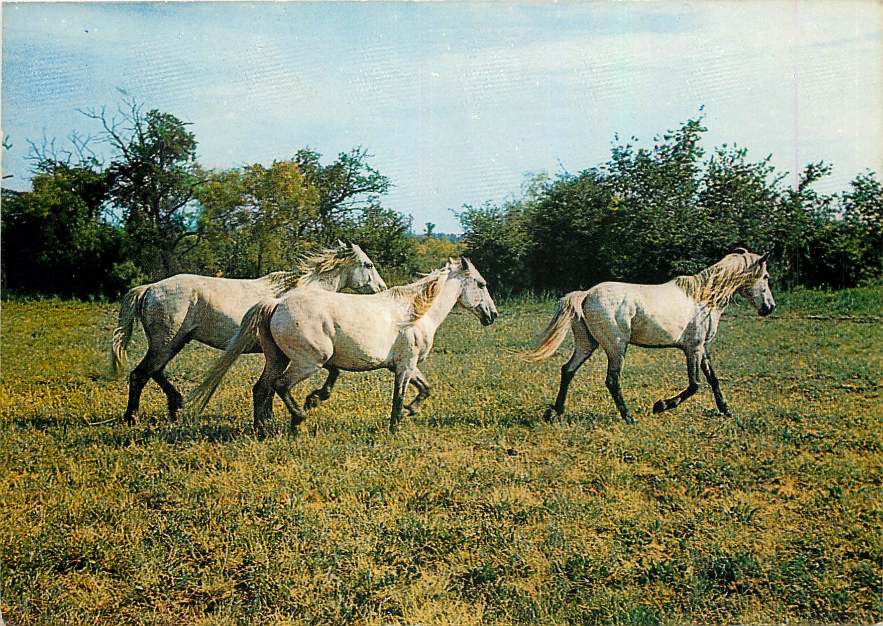 Camargue-Pferde — In der Camargue (Bouches-du-Rhône) — Édition L'Écurie de l'Urbanne