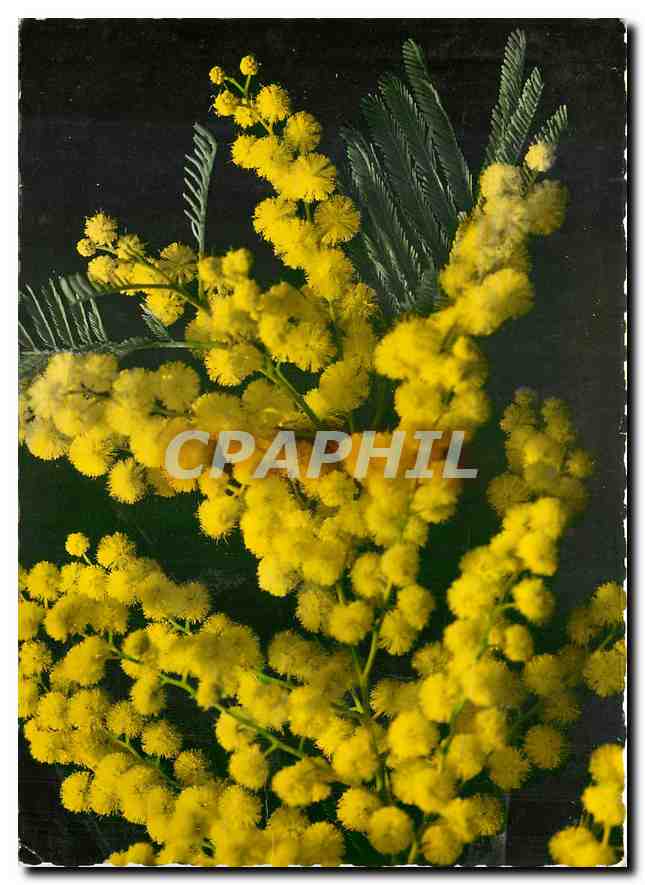 CPM La Flore de la Cote d'Azur Le Mimosa