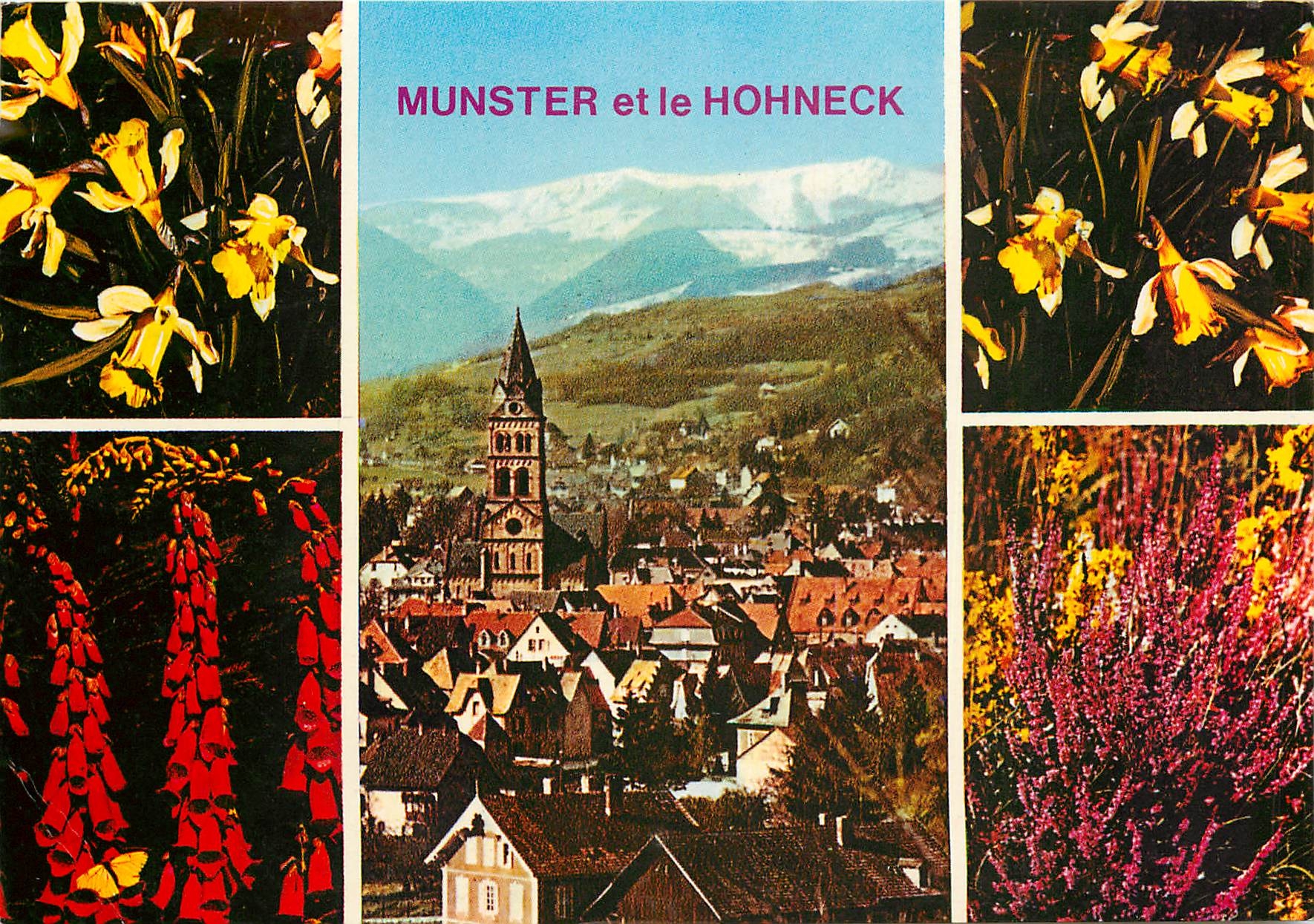 CPM Au pieds du Massif du Hohneck (alt 1361 m) la ville alsacienne de Munster et fleurs Vosgiennes