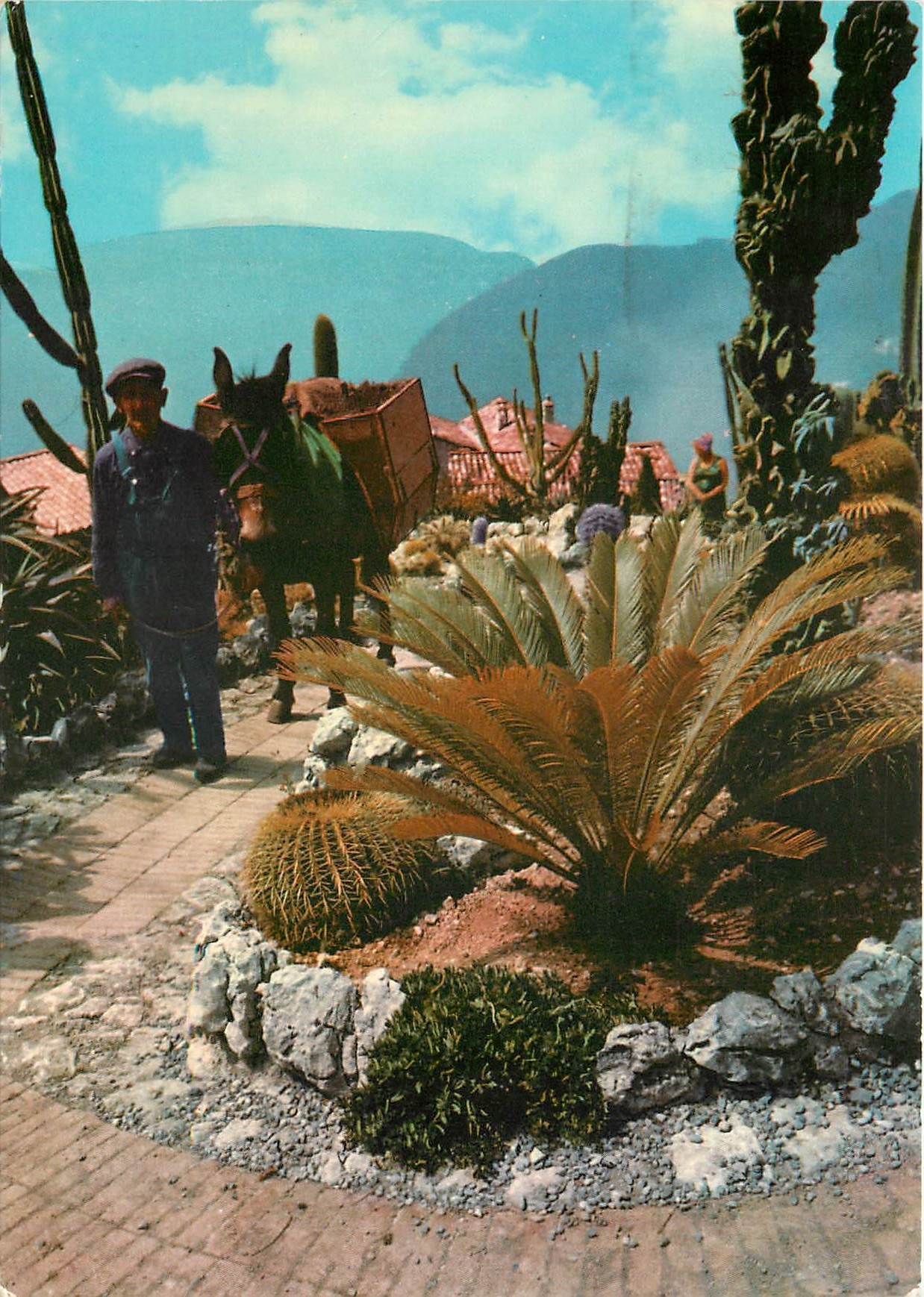 CPM Cote d'Azur Provence Vegetation exotiques et scene pittoresque du Folkore Mediterraneen Ane Mule
