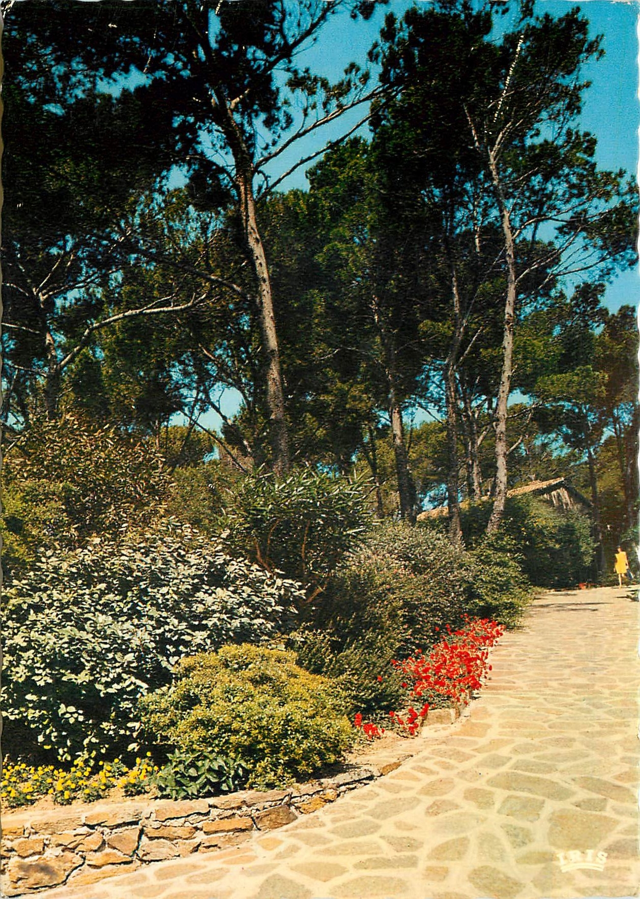 CPM Reflets de la cote d'Azur jardin dans la pinede