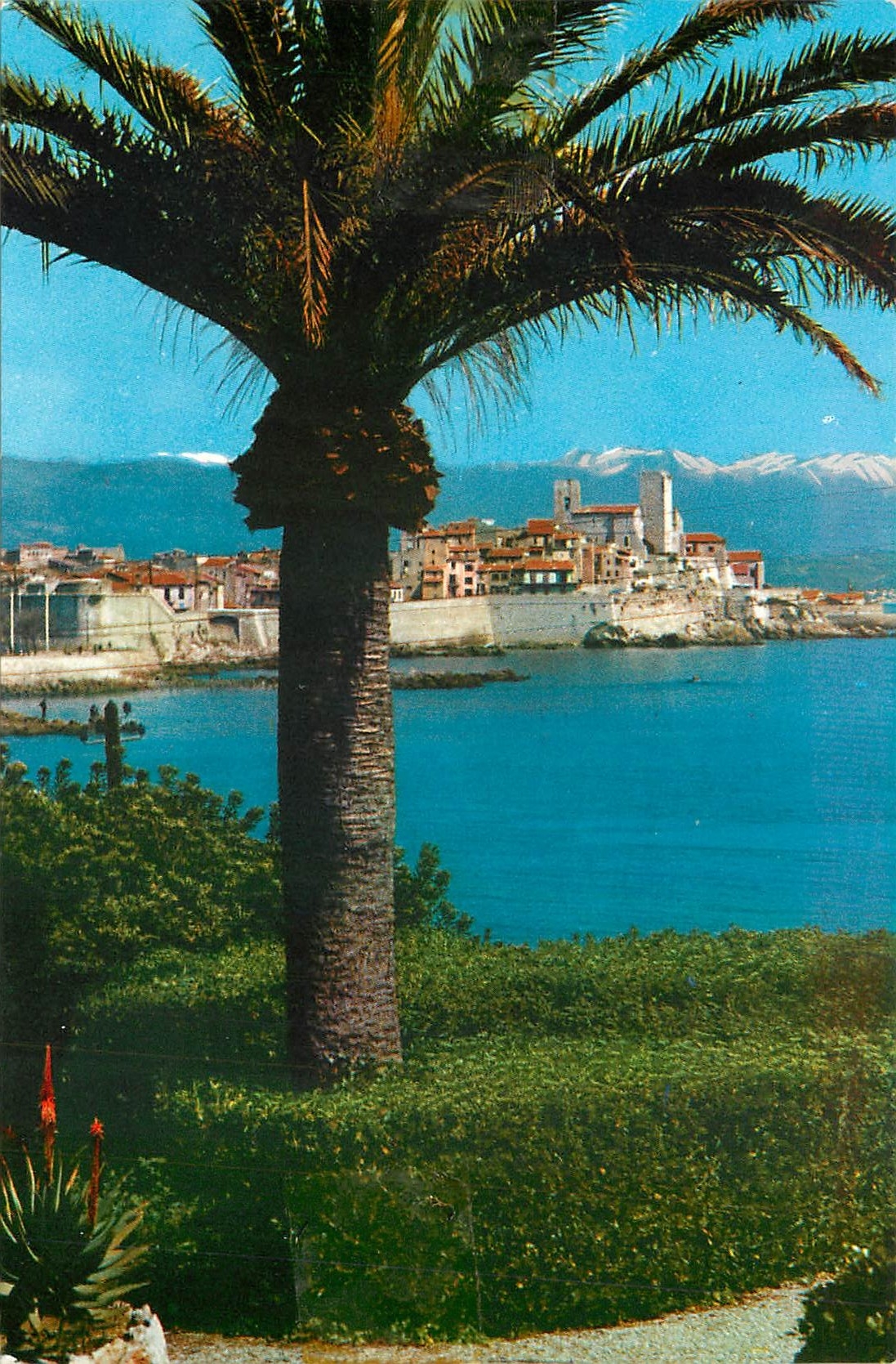 CPM Cote d'Azur Antibes la Cieille Ville au fond les alpes neigeuses