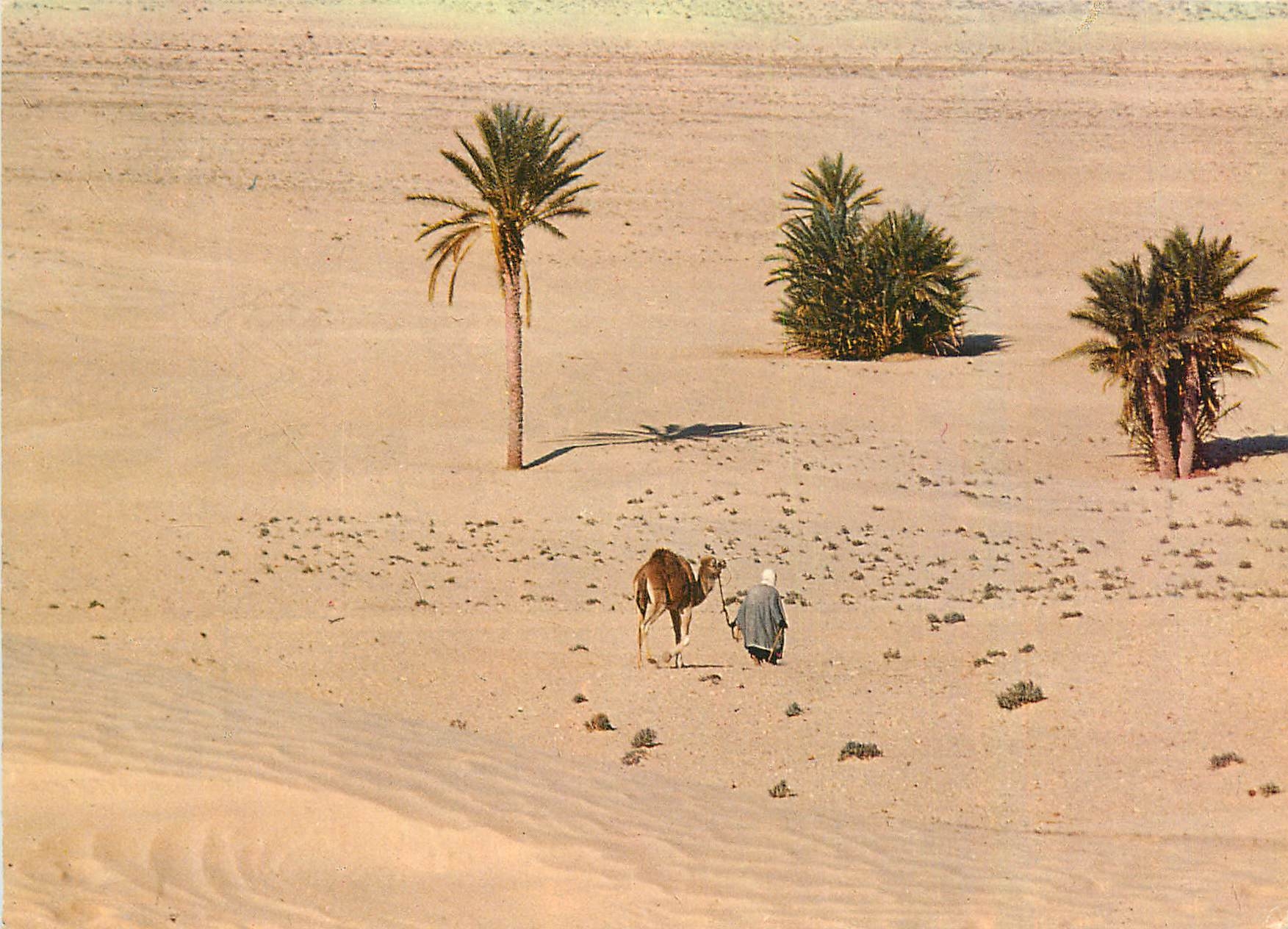 CPM Sud Tunisien Vers le Sahara Chameau