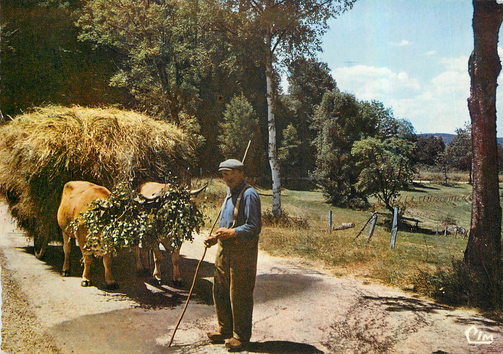 CPM Les Beaux sites de France Une rencotre sur une route de Lozere Bœufs Folklore