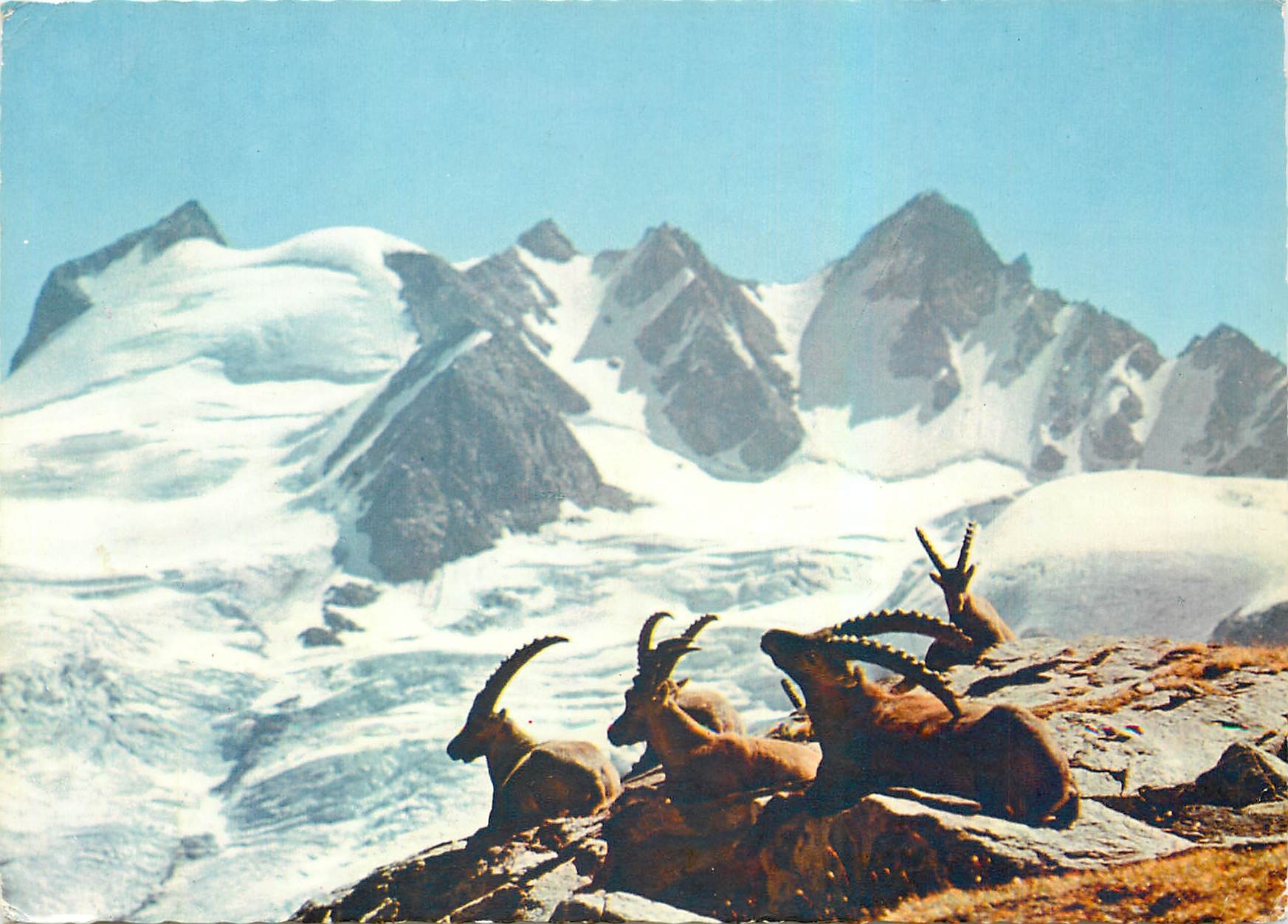 CPM Animaux de Nos Montasgnes sur les Hauts Sommets Bouquetins au repos
