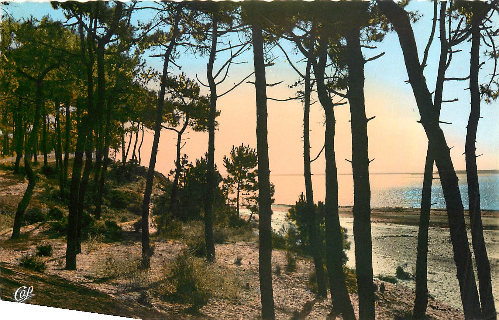 CPM Ile d'Orelon Coucher de soleil a travers les Pins