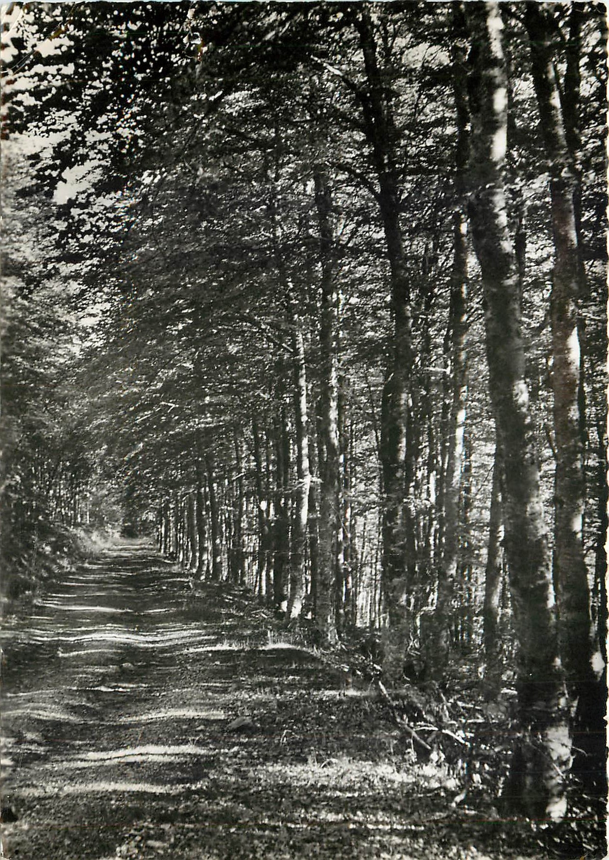 CPM Massif de L'Aigoual (Gard) La route forestiere de Montals