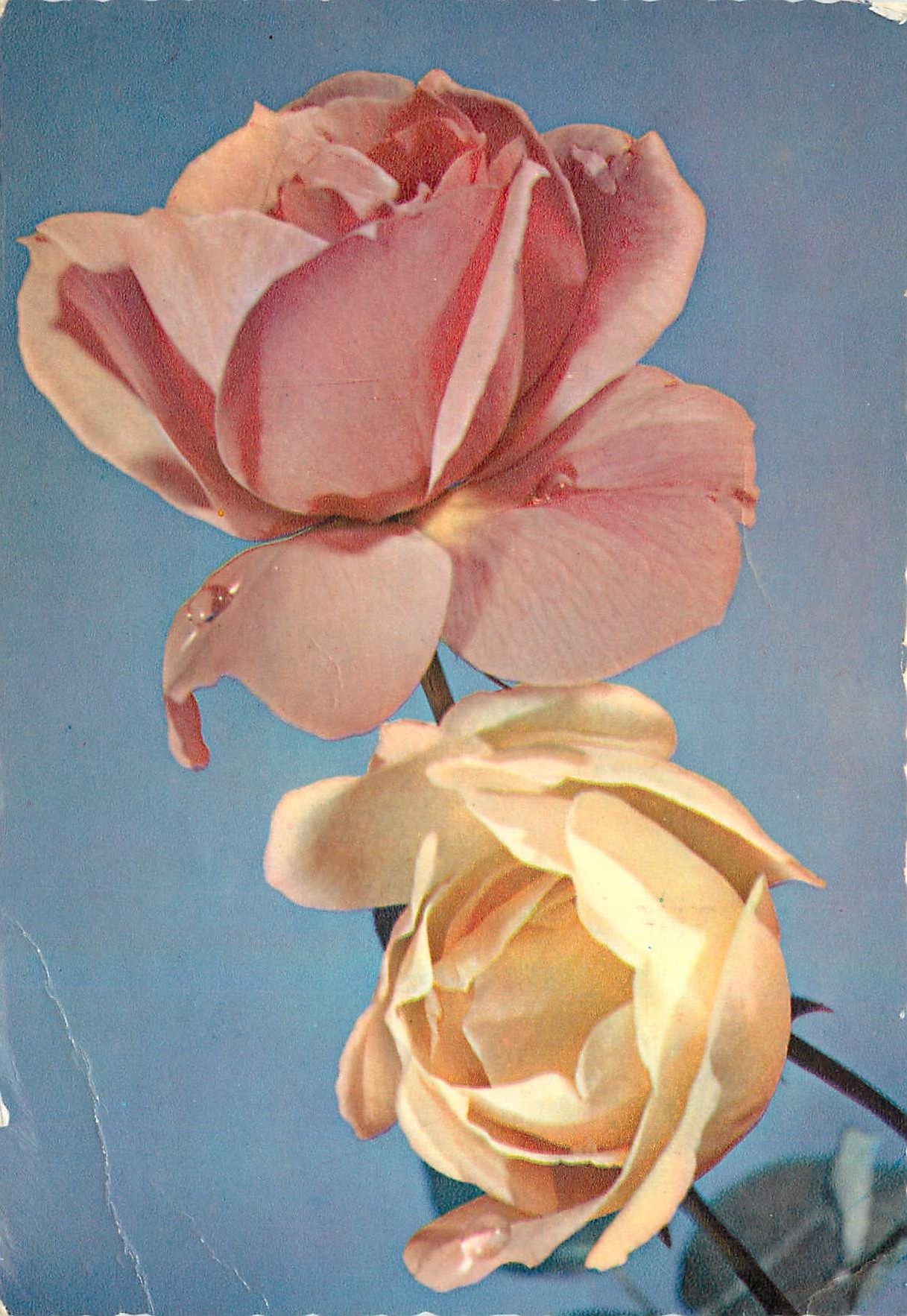 CPM Fleurs