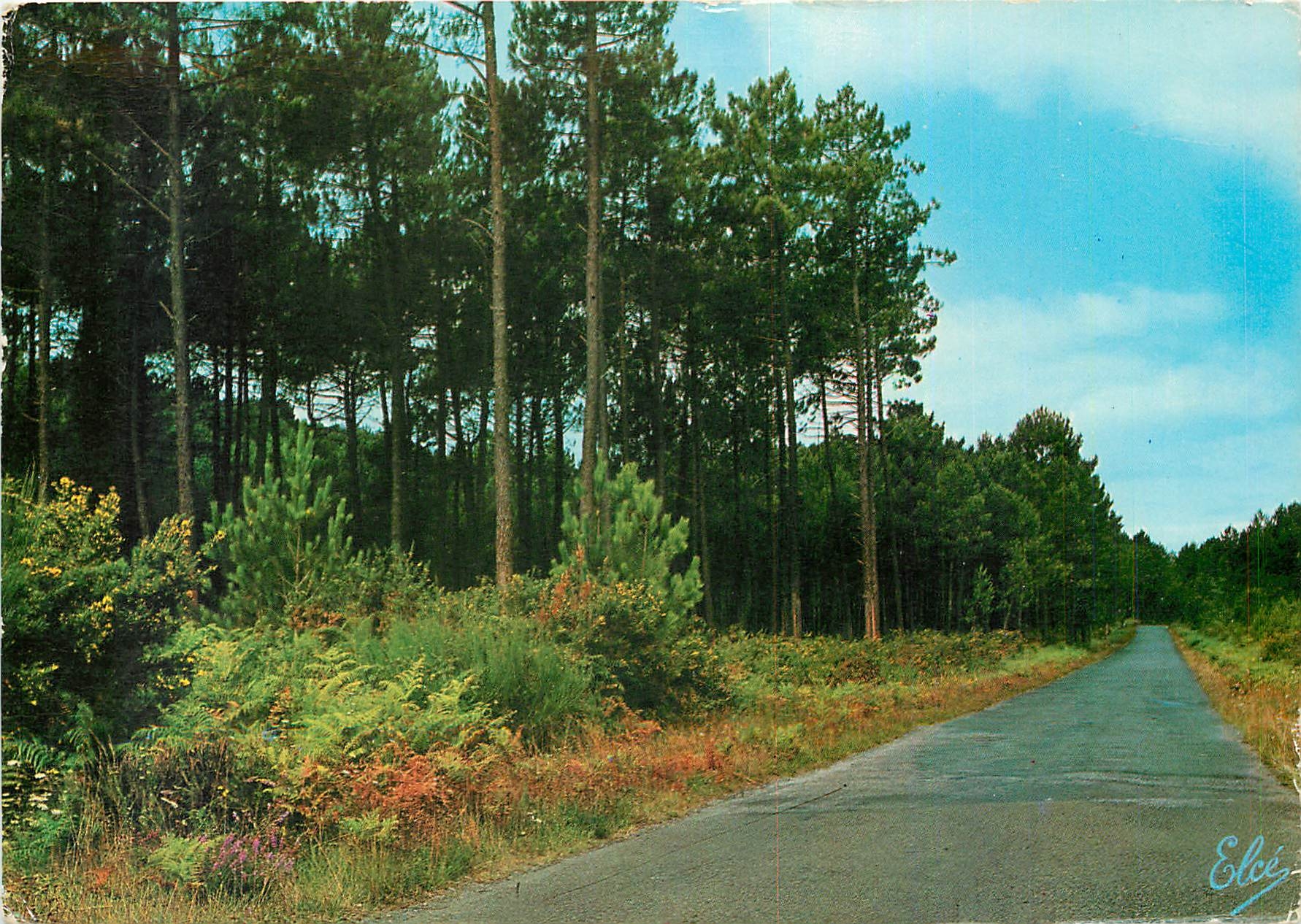 CPM La Lande La Route dans la Foret de Pins