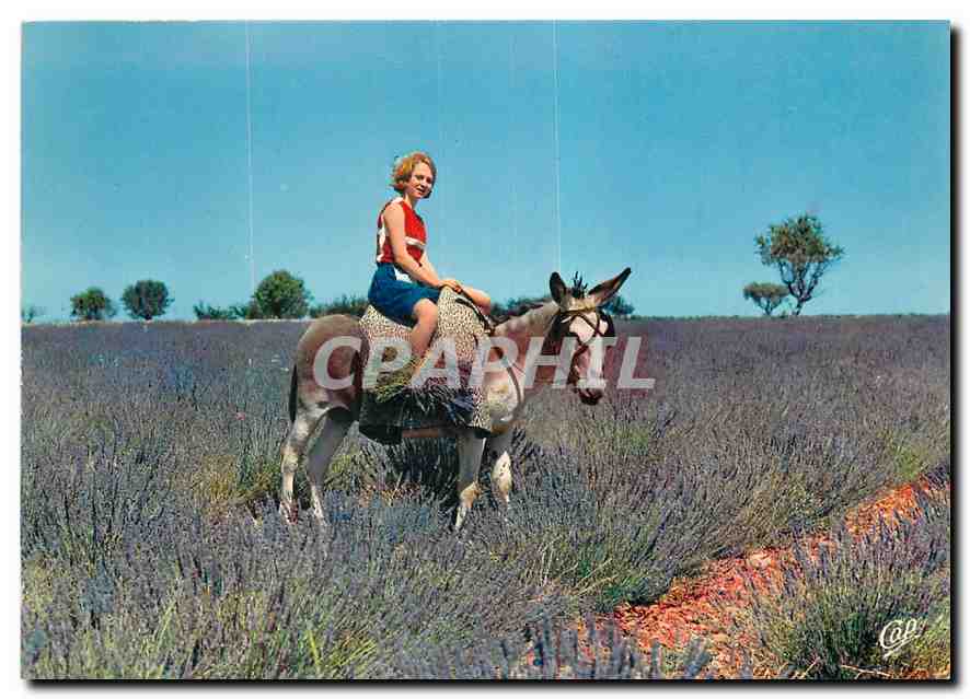 CPM Scenes de Provence La cueillette de la Lavande Ane Mule