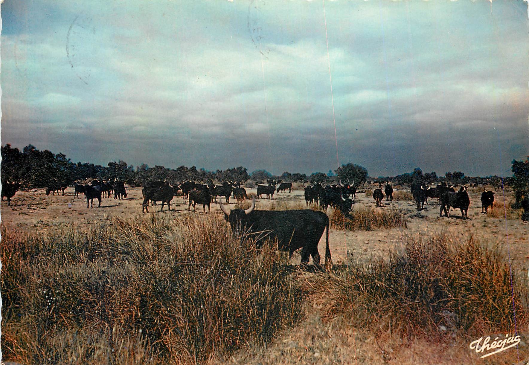 CPM La Provence et son Folklore La Camargue Manade Taureaux
