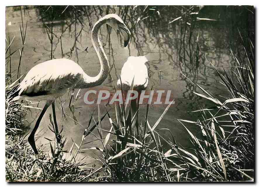 CPM Provence et Camargue (B du R) Flamants rose de Camargue aux saintes Maries de la Mer