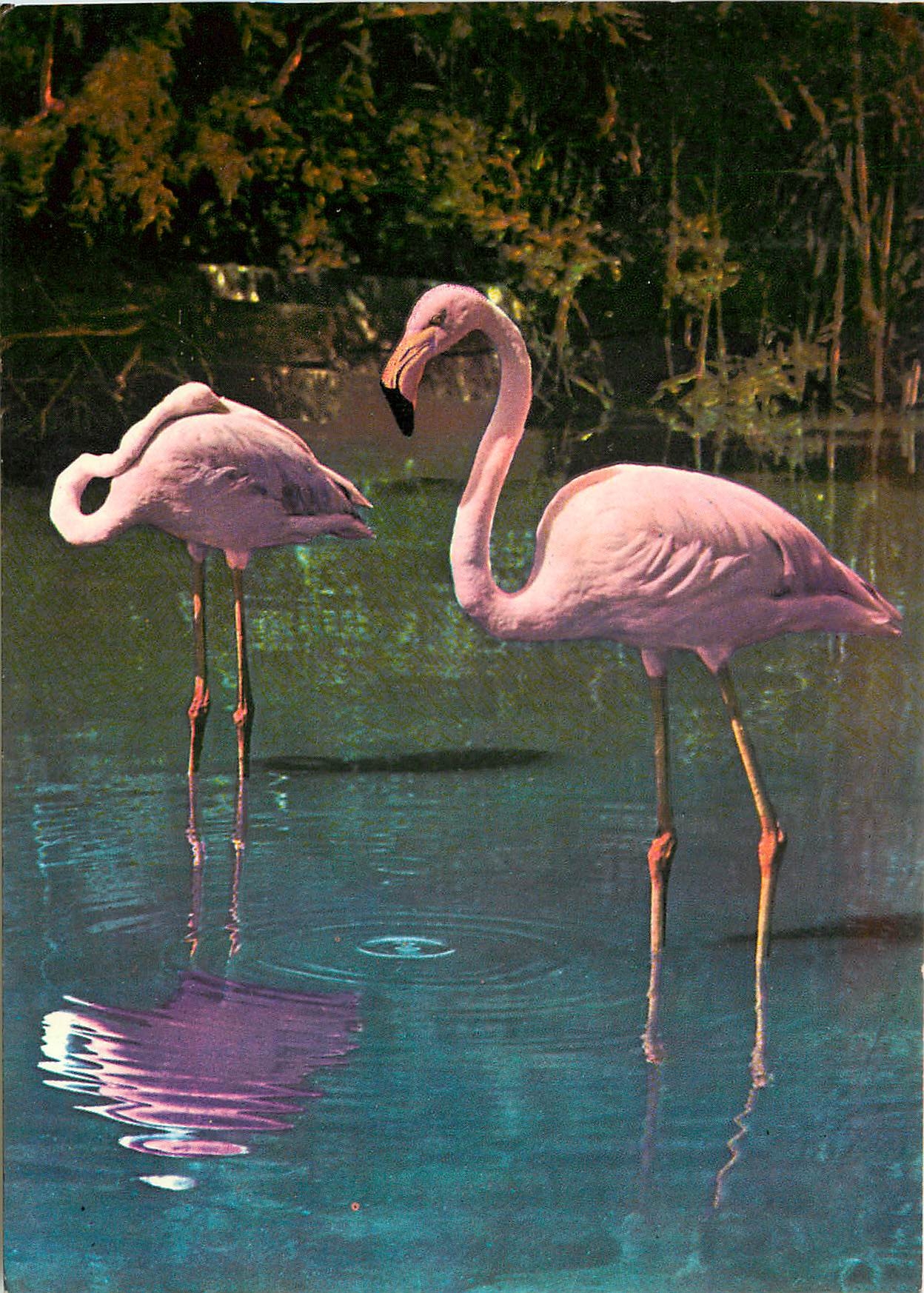 CPM La Camargue et les Saintes Maries de la Mer et ses flamants roses