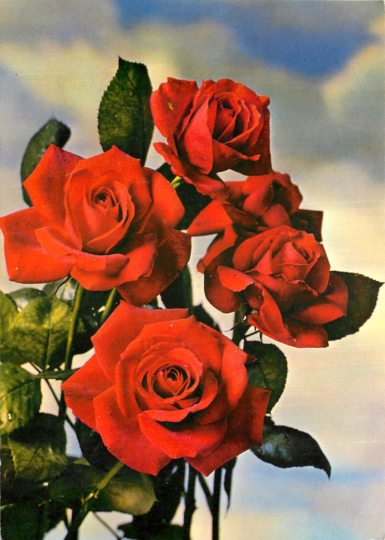 CPM Fleurs