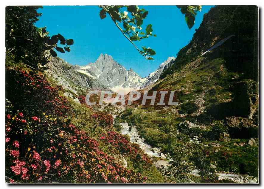 CPM Rhododendrons et au fond l'Olan (3564 m)