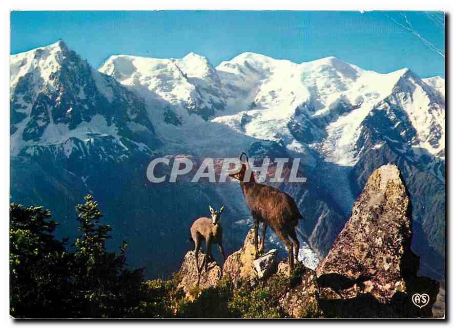 CPM Chamonix Mont Blanc Chamois au col du Brevant et ne Mont Blanc