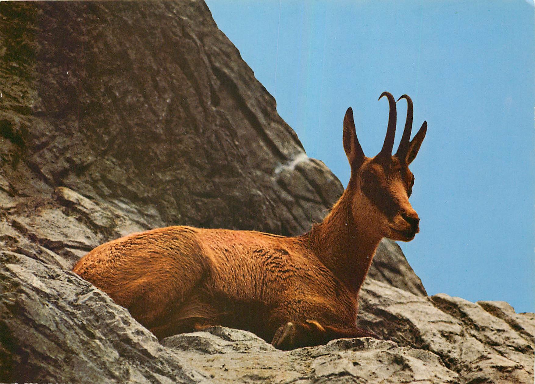 CPM Chamois