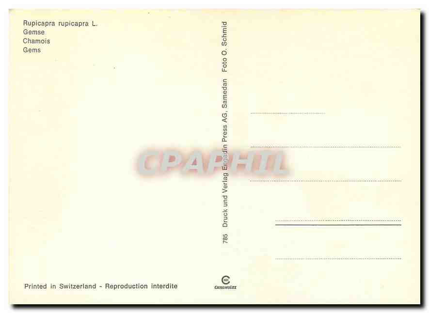 CPM Chamois — Rückseite