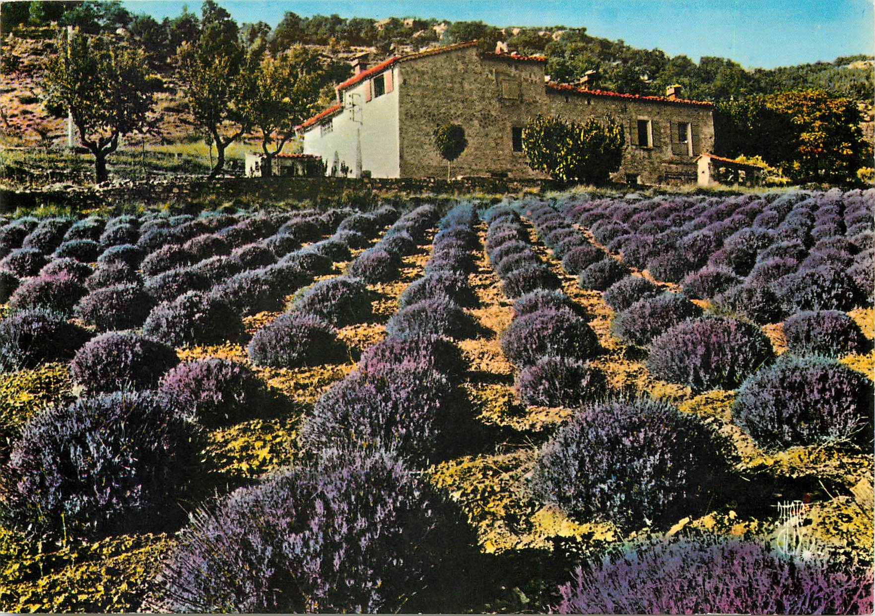 CPM Paysages de France Champ de Lavande dans les Alpes de Haute Provence