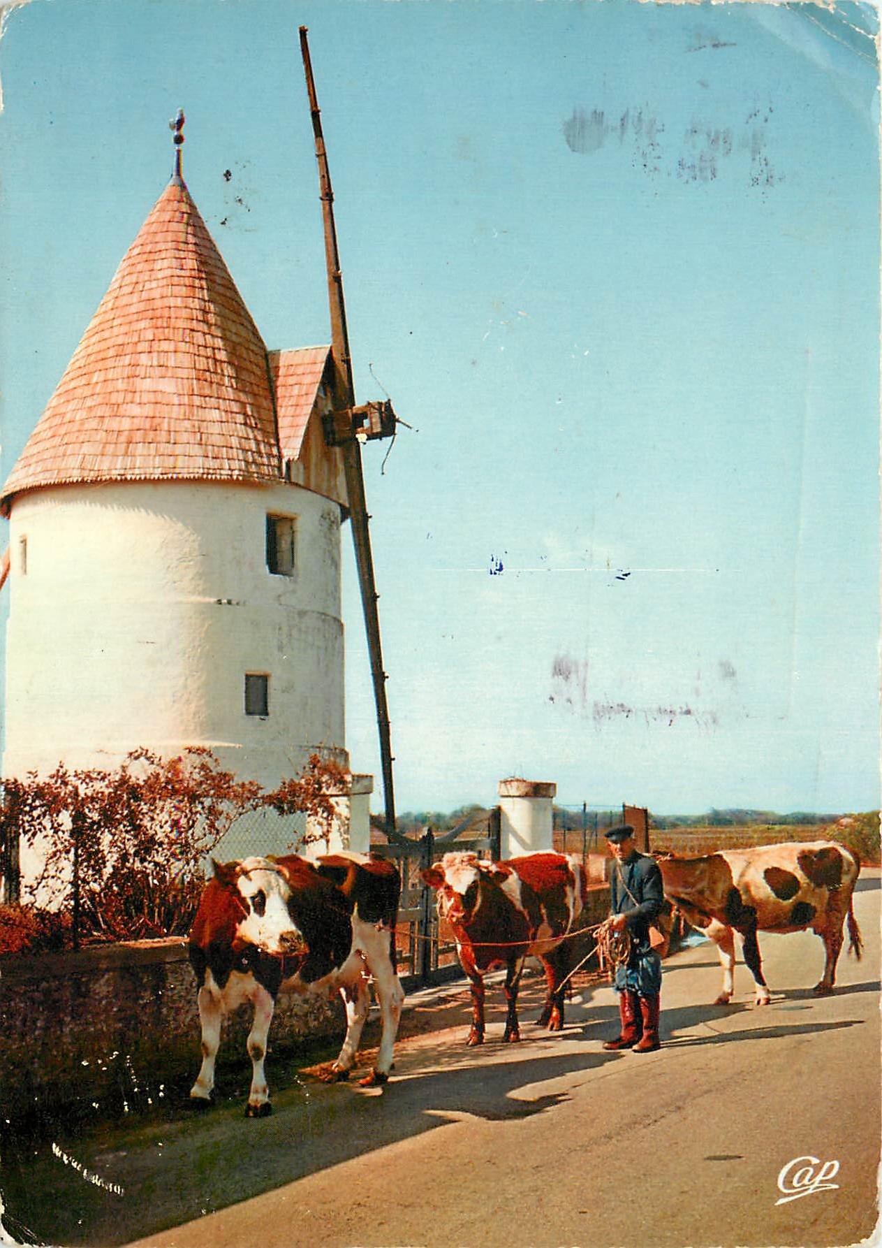 CPM Vieux Moulin de la Bree (Ile d'Oleron) Vaches