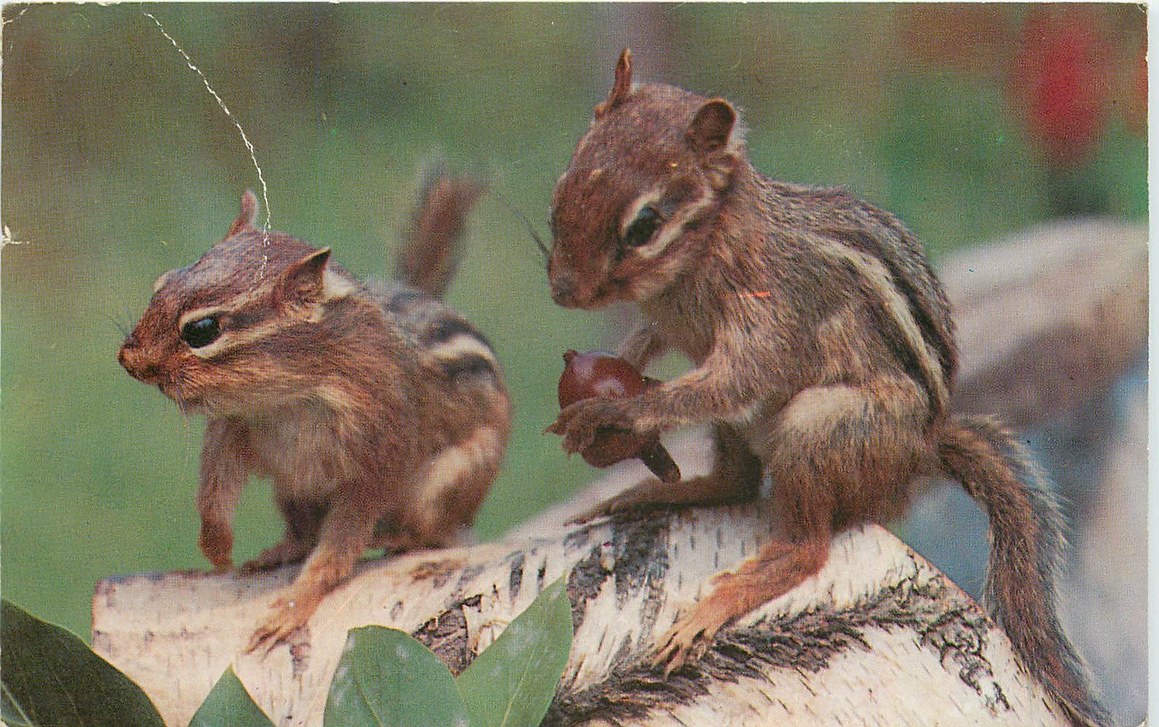 CPM A pair of Chipmunks Ecureuils