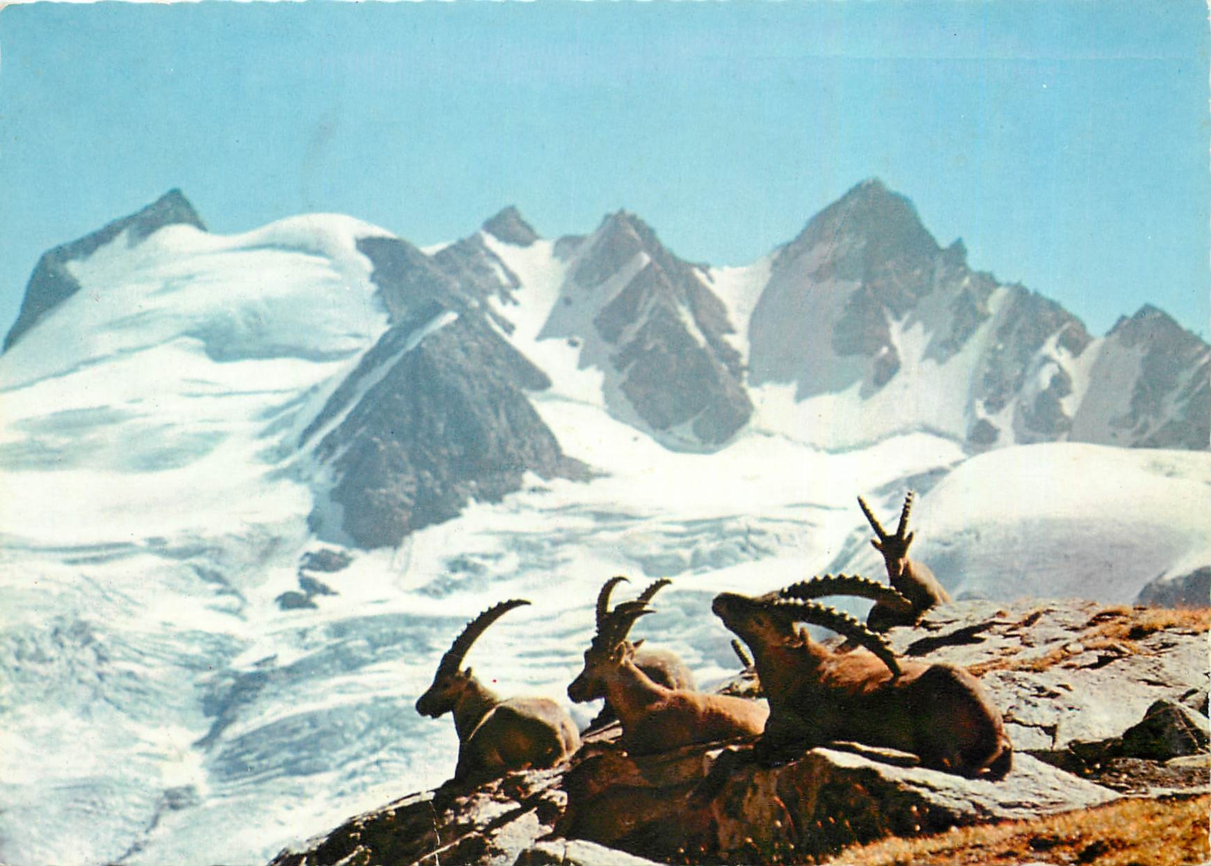 CPM Animaux de Nos Montagnes sur les hauts Sommets Bouquetins au repas