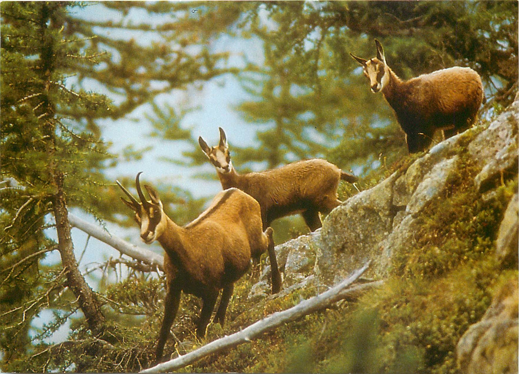 CPM Chamois