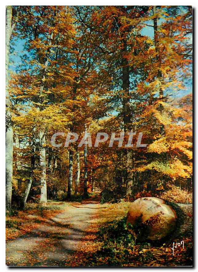 CPM Couleurs et Lumiere de France Fontainebleau (S et M) La Foret en Automne