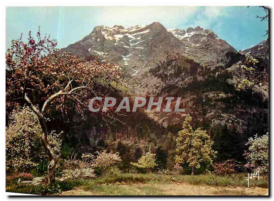 CPM Couleurs et Lumliere de France La Corse oasis de Beaute Vizdzzavona la Monte d'Ore (2391 m)